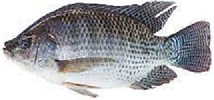 WHOLE TILAPIA