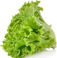 LETTUCE