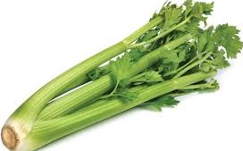 CELERY